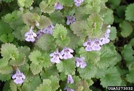 Attēlu rezultāti vaicājumam “Glechoma hederacea flower”