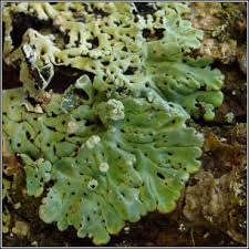 Attēlu rezultāti vaicājumam “Menegazzia terebrata”