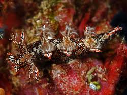 ผลการค้นหารูปภาพสำหรับ Bornella Anguilla