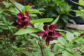 Attēlu rezultāti vaicājumam “Calycanthus floridus”