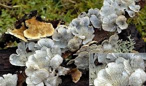 Attēlu rezultāti vaicājumam “Plicaturopsis crispa”