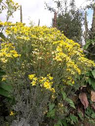 Attēlu rezultāti vaicājumam “Jacobaea vulgaris”