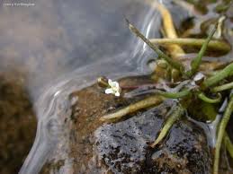 Attēlu rezultāti vaicājumam “Subularia aquatica”