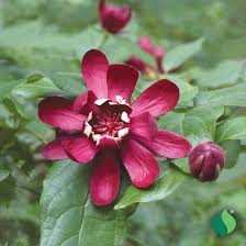 Attēlu rezultāti vaicājumam “Calycanthus floridus”