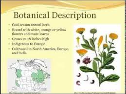 Attēlu rezultāti vaicājumam “Calendula officinalis leaf”