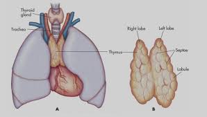Image result for Thymus