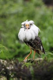 Attēlu rezultāti vaicājumam “Philomachus pugnax adult”