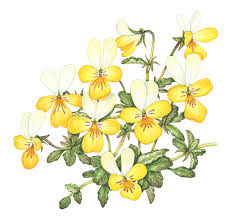 Attēlu rezultāti vaicājumam “Viola tricolor subsp. curtisii bud”