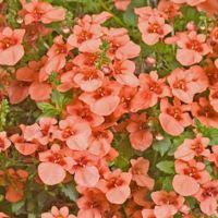 Attēlu rezultāti vaicājumam “Diachea sp.”