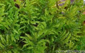 Attēlu rezultāti vaicājumam “Palustriella”