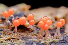 Attēlu rezultāti vaicājumam “Hemitrichia sp.”