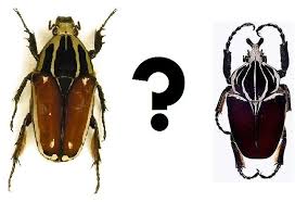 Attēlu rezultāti vaicājumam “Palomena prasina imago”