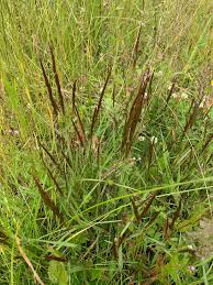 Attēlu rezultāti vaicājumam “Agrostis stolonifera”