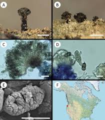Attēlu rezultāti vaicājumam “Calicium adspersum”