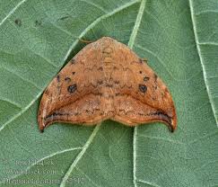 Attēlu rezultāti vaicājumam “Drepana falcataria”