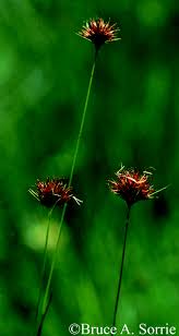 Attēlu rezultāti vaicājumam “Rhynchospora alba flower”