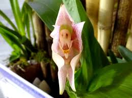 Attēlu rezultāti vaicājumam “Plantago uniflora flower”