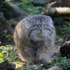 Image result for poes