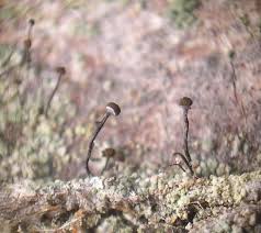 Attēlu rezultāti vaicājumam “Chaenotheca trichialis”