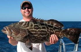 Image result for Mycteroperca bonaci