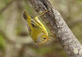 Image result for Dendroica petechia