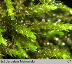 Attēlu rezultāti vaicājumam “Platyhypnidium riparioides”