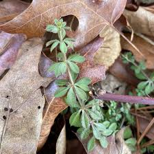 Attēlu rezultāti vaicājumam “Galium aparine leaf”