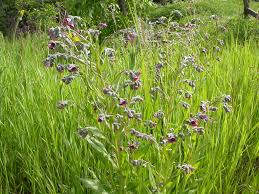 Attēlu rezultāti vaicājumam “Cynoglossum officinale leaf”
