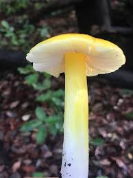 Attēlu rezultāti vaicājumam “Hygrocybe acutoconica”