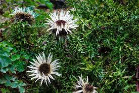 Image result for Silberdistel