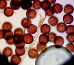 Attēlu rezultāti vaicājumam “Diderma subviridifuscum”