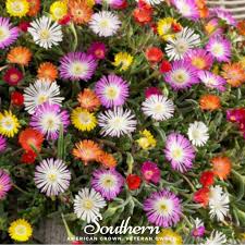 Image result for Mesembryanthemum criniflorum