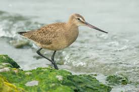 Image result for Limosa haemastica