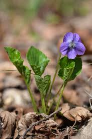 Attēlu rezultāti vaicājumam “Viola mirabilis”