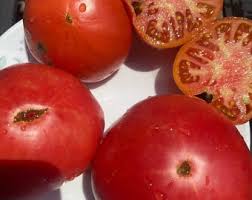 Afbeeldingsresultaat voor black elephant tomato