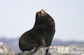 Image result for Zalophus californianus