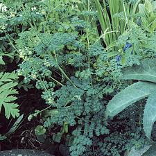 Attēlu rezultāti vaicājumam “Thalictrum minus”