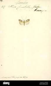 Attēlu rezultāti vaicājumam “Crambus heringiellus”