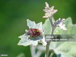 Attēlu rezultāti vaicājumam “Dolycoris baccarum”