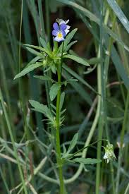 Attēlu rezultāti vaicājumam “Viola tricolor leaf”