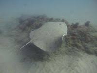 Image result for Gymnura natalensis