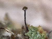 Attēlu rezultāti vaicājumam “Chaenotheca brunneola”