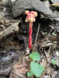 Attēlu rezultāti vaicājumam “Monotropa hypopitys”