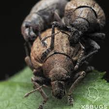 Attēlu rezultāti vaicājumam “Philopedon plagiatum”