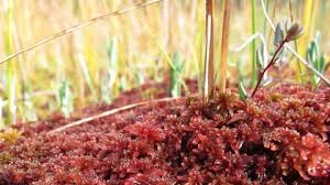 Attēlu rezultāti vaicājumam “Sphagnum rubellum”