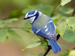 Image result for Cyanistes caeruleus