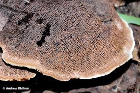 Attēlu rezultāti vaicājumam “Phellodon niger”