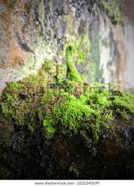 Attēlu rezultāti vaicājumam “Bazzania trilobata”