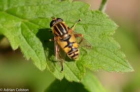 Attēlu rezultāti vaicājumam “Helophilus pendulus”