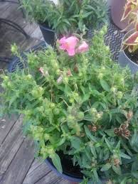 Attēlu rezultāti vaicājumam “Antirrhinum majus leaf”